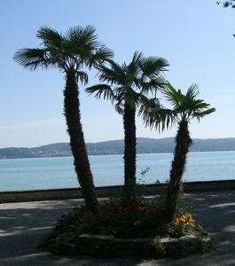 Palmen an der Uferpromenade